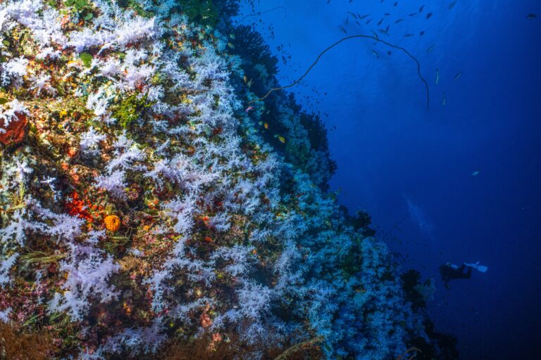 Great,White,Wall,,Famous,Dive,Site,In,Fiji,With,Diver